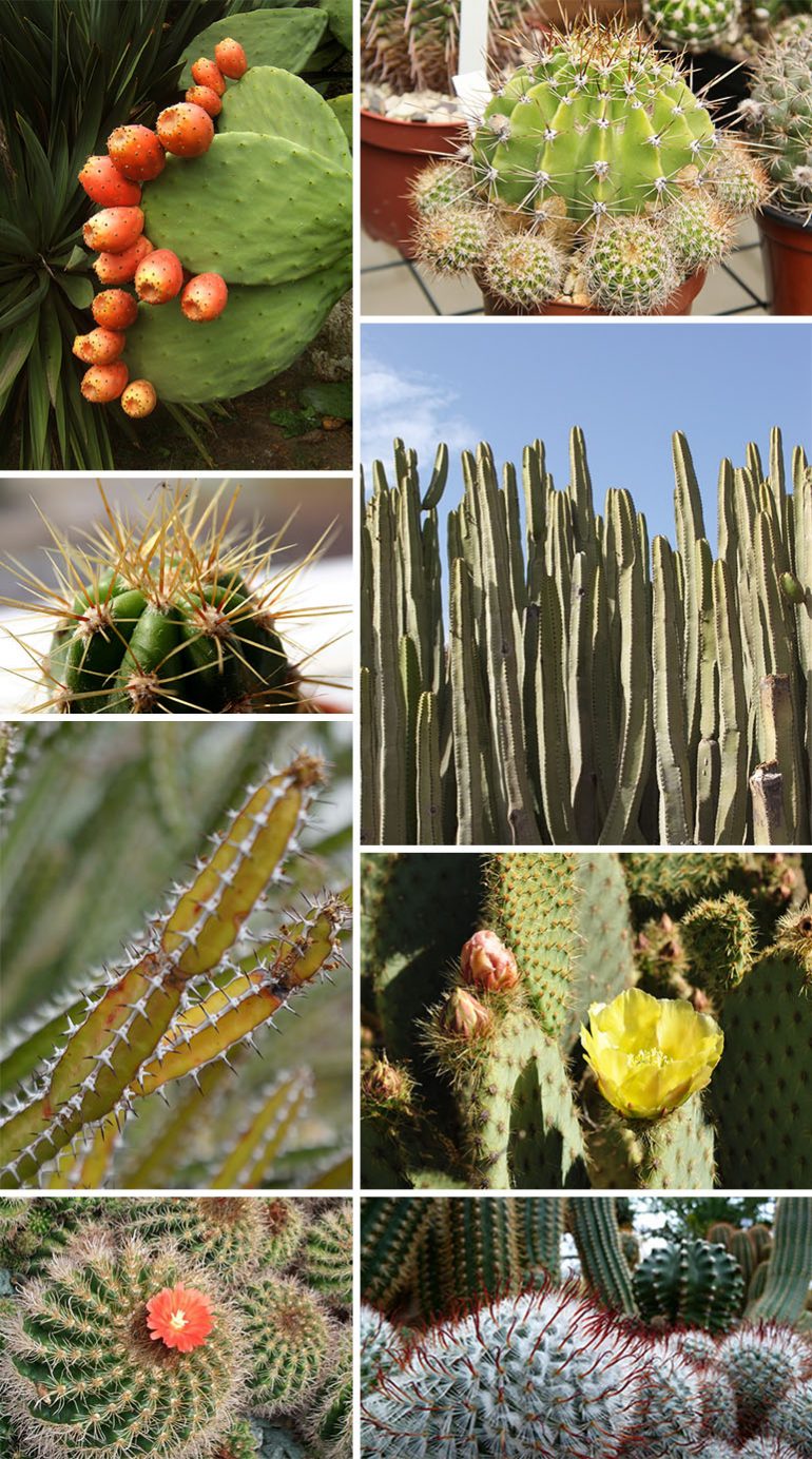 Found Patterns: Cacti - Pattern Observer