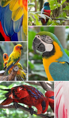 Found Patterns: Tropical Birds - Pattern Observer
