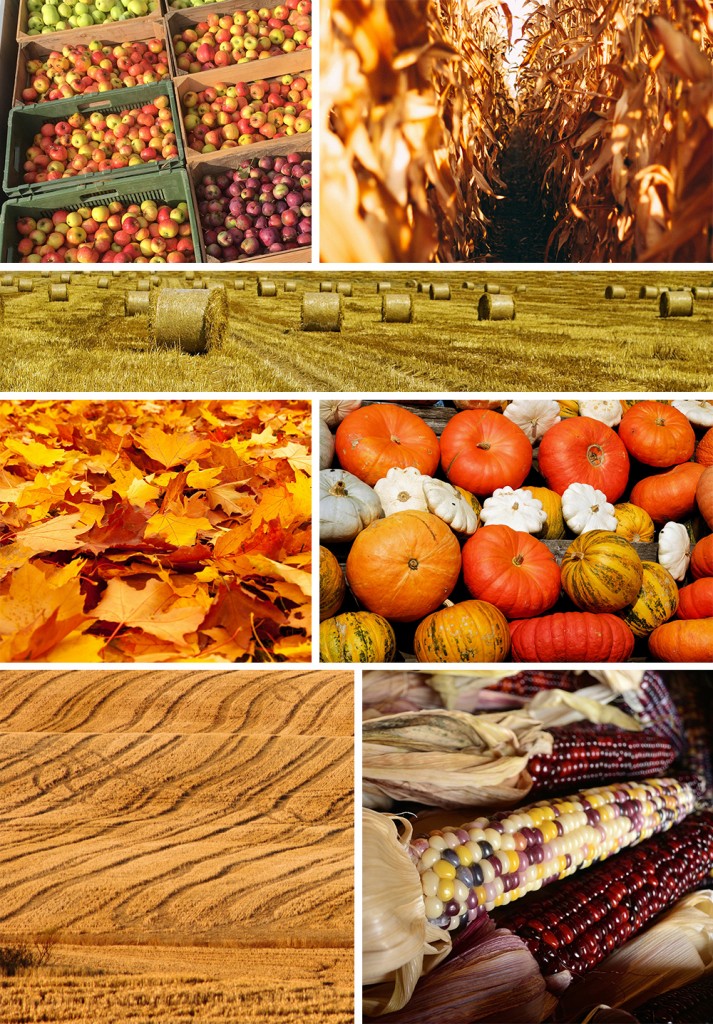 Found Color Palette: Harvest Hues - Pattern Observer